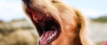 Hund med åben mund