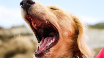 Hund med åben mund